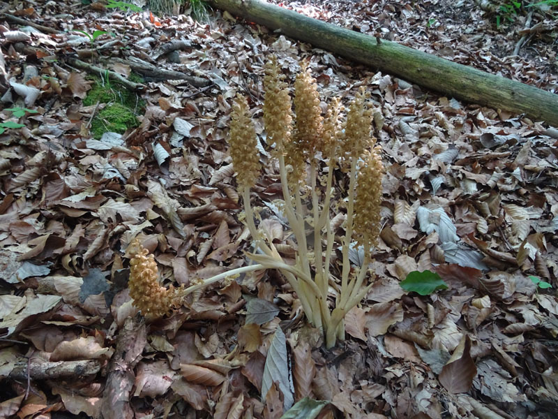 Neottia nidus-avis......dal Trentino